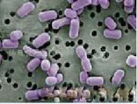 Lactobacillus Acidophilus