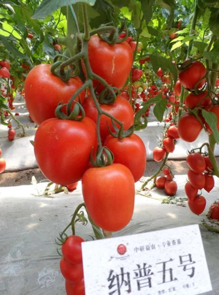 Hot Resistant Red Oblong Shape Hard Tomato Seeds Ty Resistance