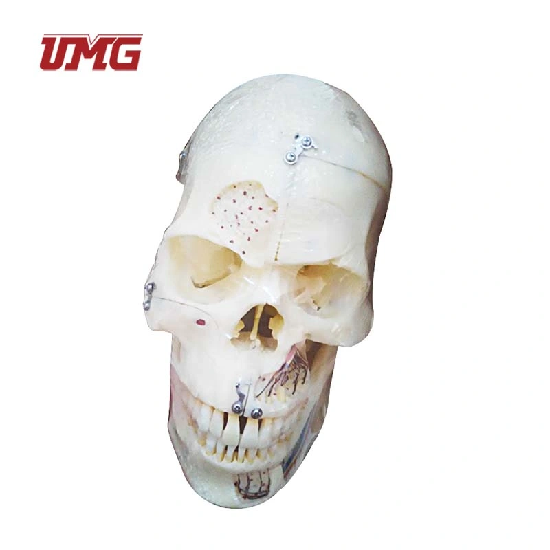 10 Parts Skull Anatomical Demonstration Model with Sinuses