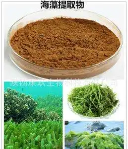 Professional Supplier Sea Algae Extractkelp Extract Seaweed Powder for Improving Immunity