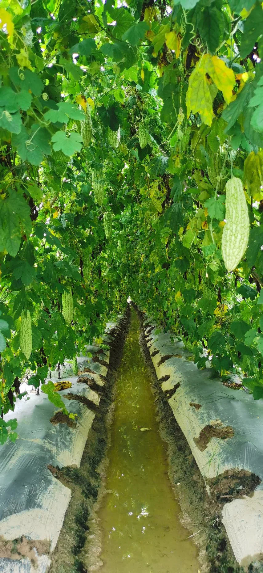 Disease Resistance Hybrid Green Bitter Gourd Seeds for Sowing