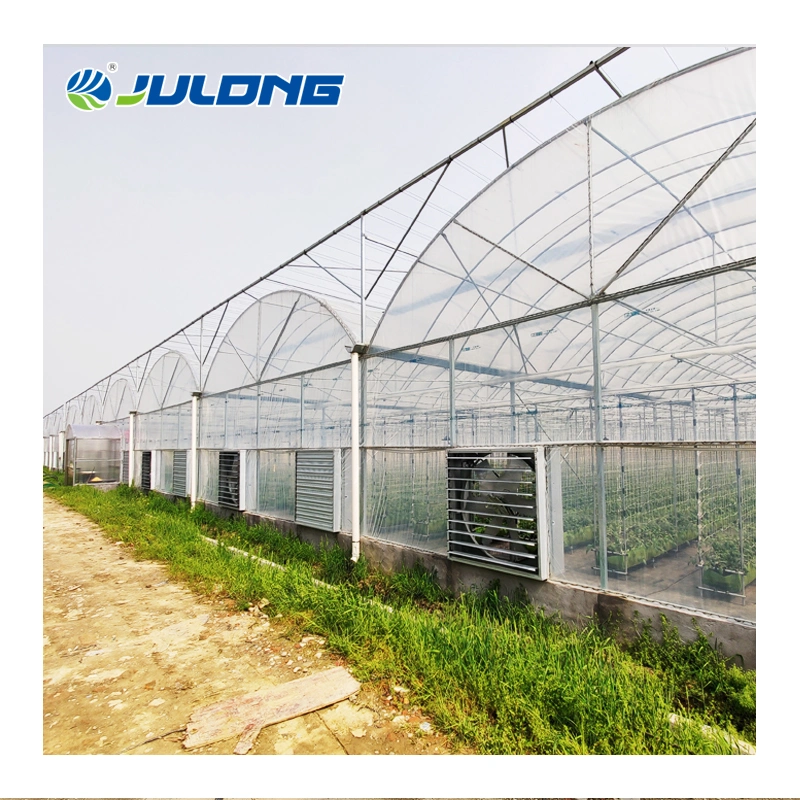 Vertical Nft Hydroponic Arch Type Plastic Film Greenhouse with Lettuce Growing