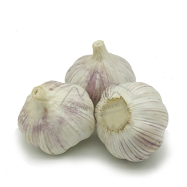 Roter Knoblauch Frisch Normaler Weißer Knoblauch Preis Ab Werk