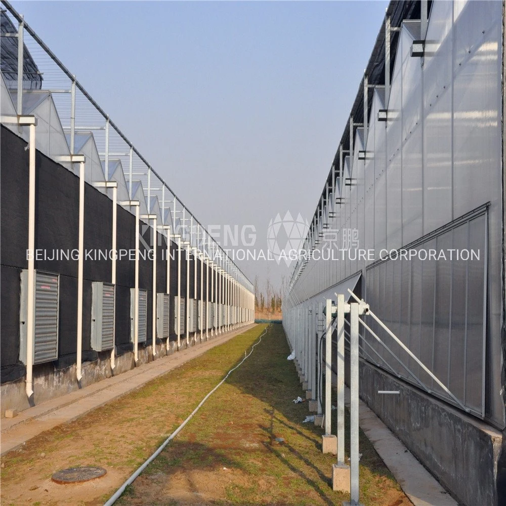 Arch Type Steel Structure Poly Film/PC Sheet Covered Greenhouse for Vegetables/Flowers