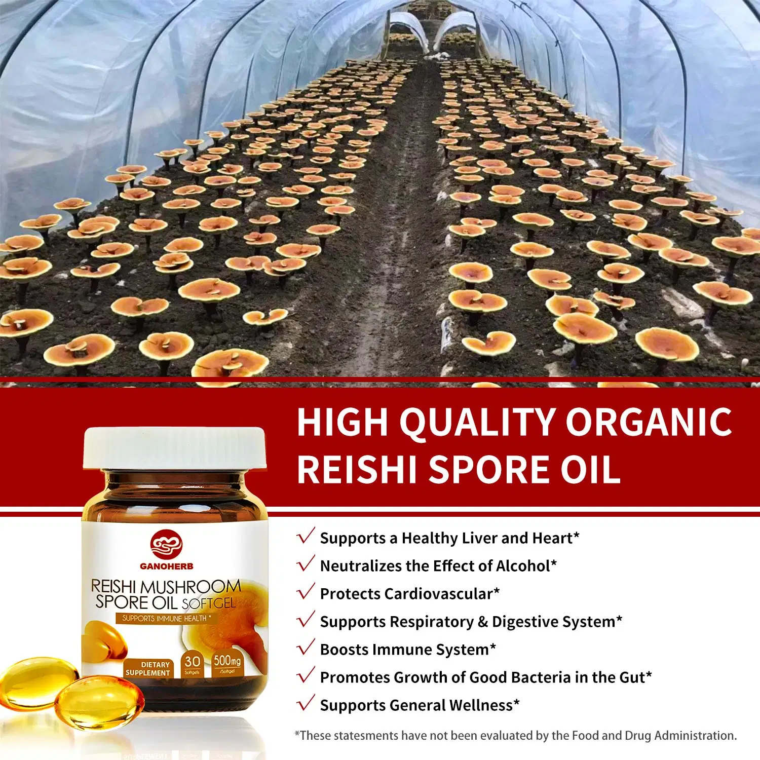 Óleo de esporos de Reishi Softgel esporos Lingzhi Extracção de petróleo