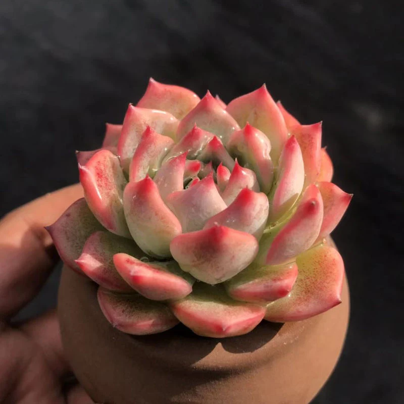 Hotsale Promotion Echeveria Agavoides Maria Succulent Plants Bonsai