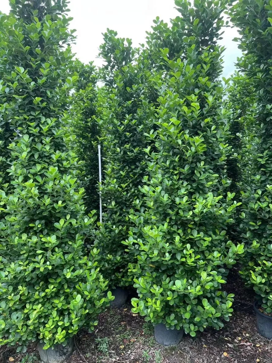 Ficus benjamina Dianella chino Banyan Ficus microcarpa árbol alto Bonsai plantas al aire libre en vivo