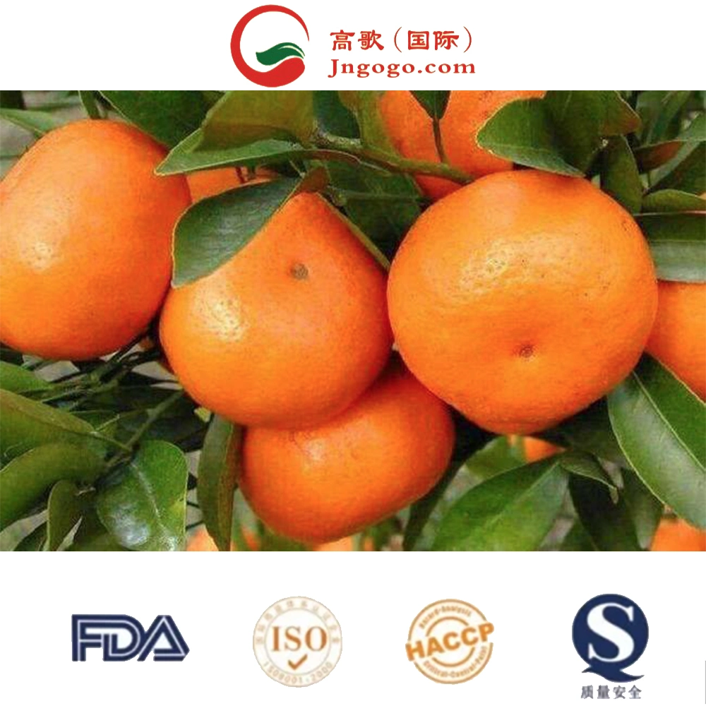 Wholesale/Supplier Fresh Oranges Fruit/Fresh Tangerine/Mandarine