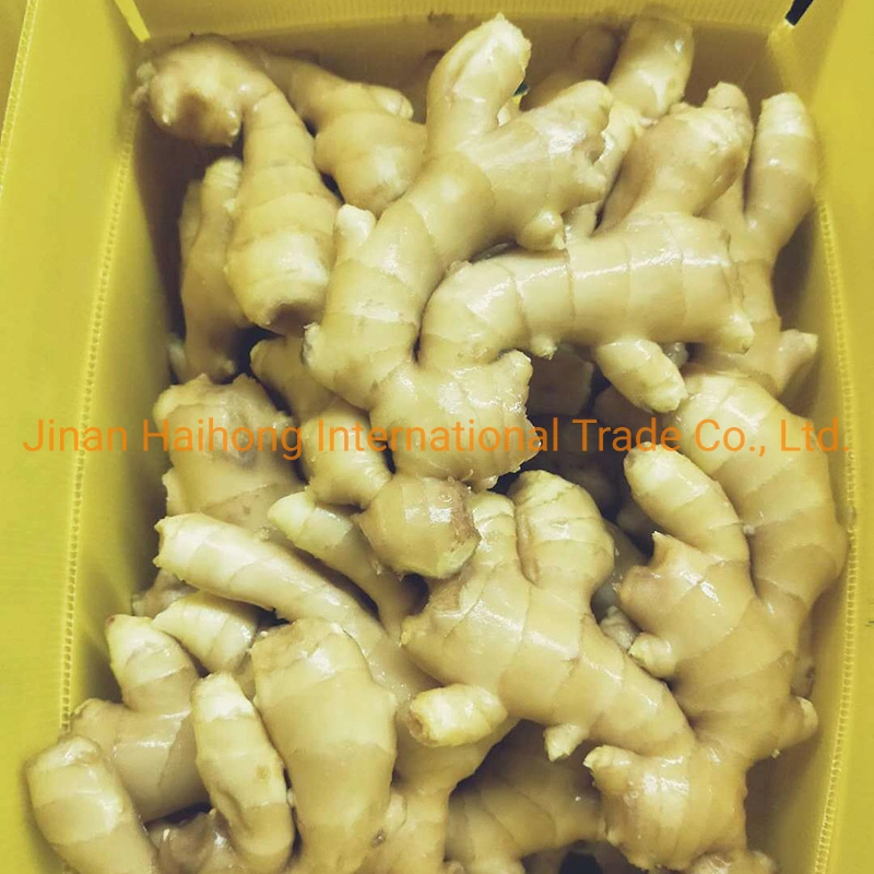 Fresh Shine Yellow Dry Ginger Supplier