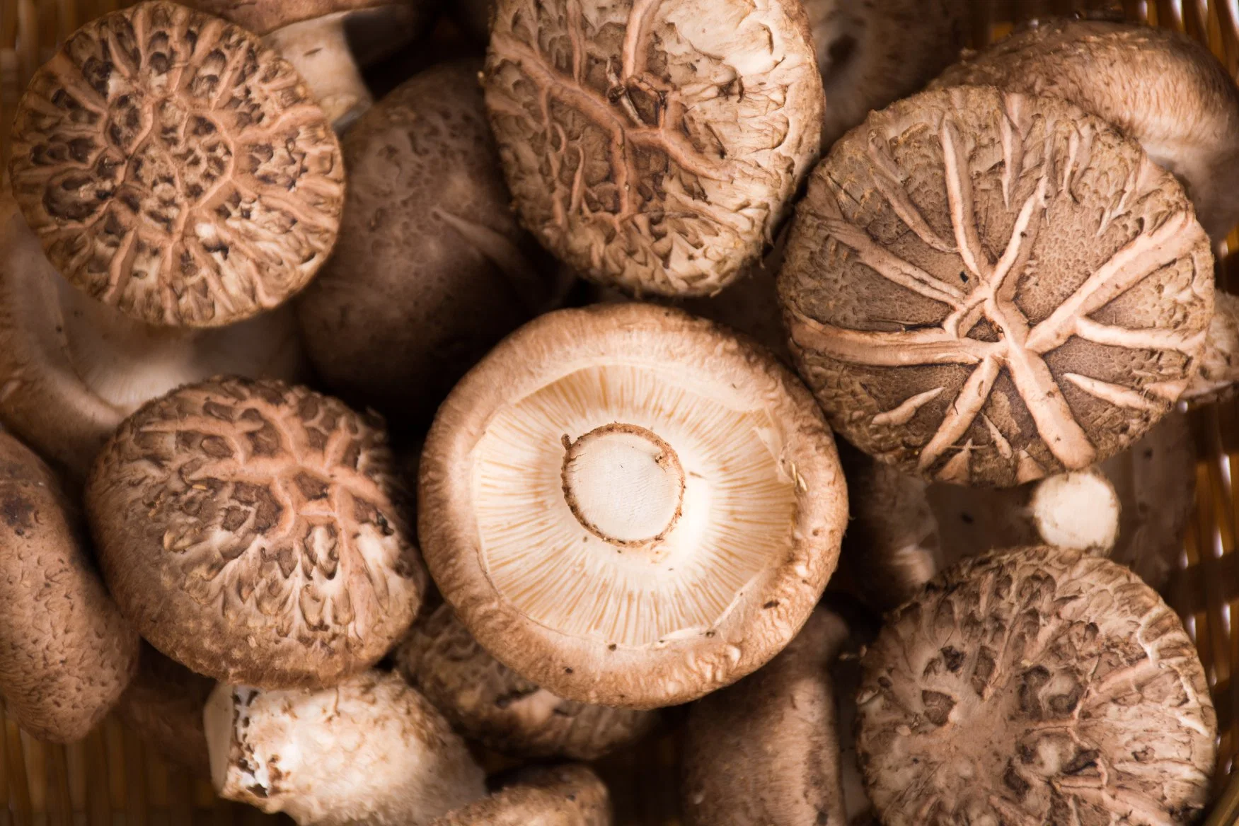 USDA Kosher orgânicas certificadas cogumelo Shiitake em pó para melhorar a imunidade