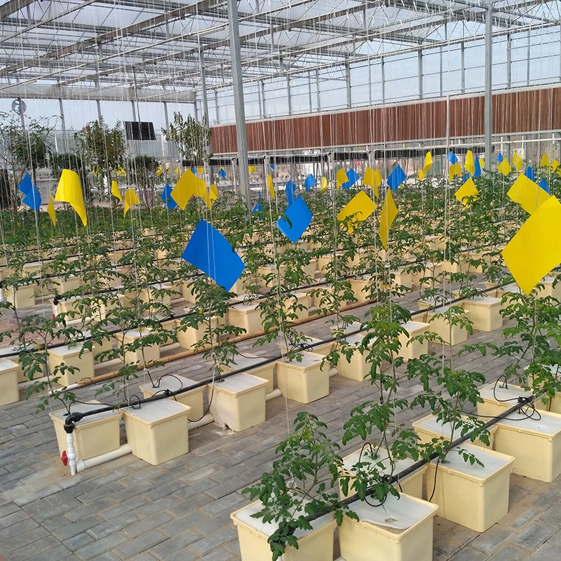 Cultivar tomates hidropónicos sistema hidropónico neerlandés creciente baldes