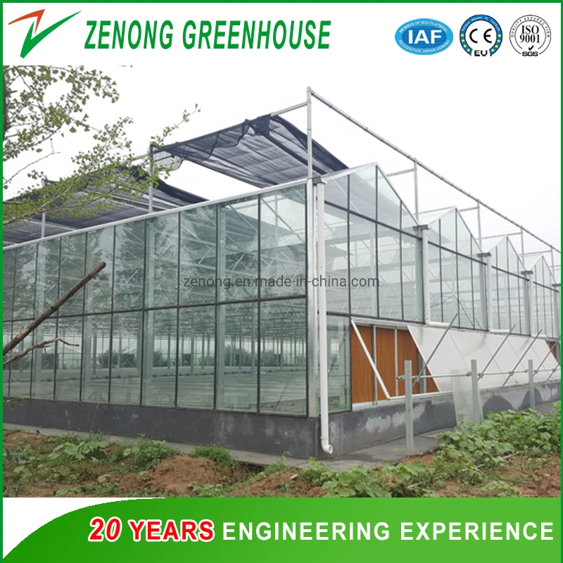 Smart Multi-Span Tunnel/Arch Type PE/Po Film Plastic Agricultural/ Commercial Eco Greenhouse for Tomato/ Cucumber Strawberry Hydroponics Growing System