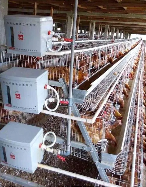 Pollos a través de las jaulas de pollo de granja avícola