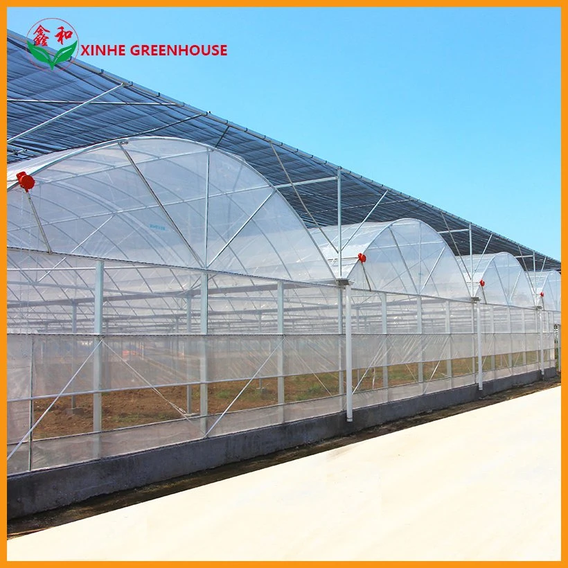 Qingzhou Steel Frame PE Film Greenhouse with Ventilation System