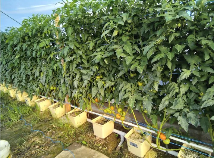 La Hidroponía invernaderos holandeses sistema de siembra de la cuchara para el tomate hortalizas vid creciente