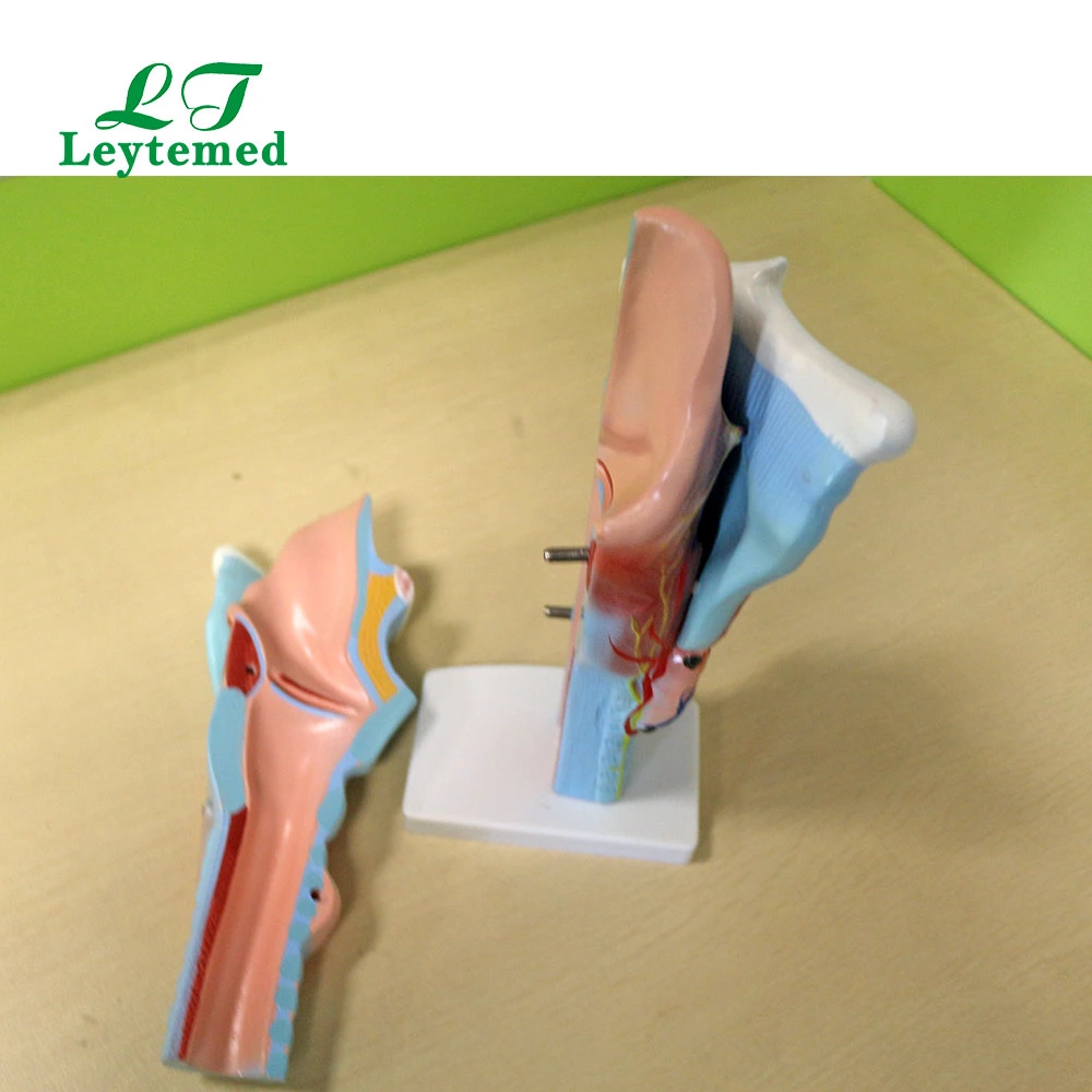 Ltm301 Life - Size Magnified Human Larynx Model Use with Medical