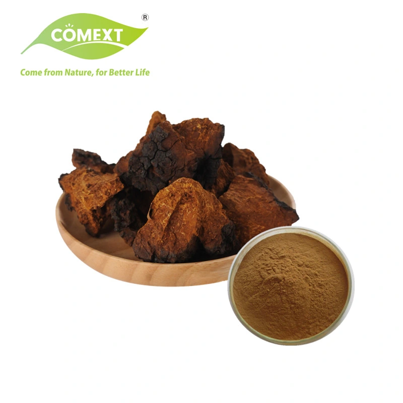 Comext Free Sample Chinese Traditional Medicine ISO Fssc Supplier 10: 1 Plant Inonotus Obliquus Powder Chaga Mushroom Extract