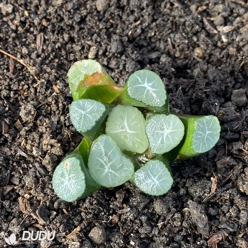 Dudu Hot Sale Live Plants Dragon Pattern Haworthia Natural Live Succulent