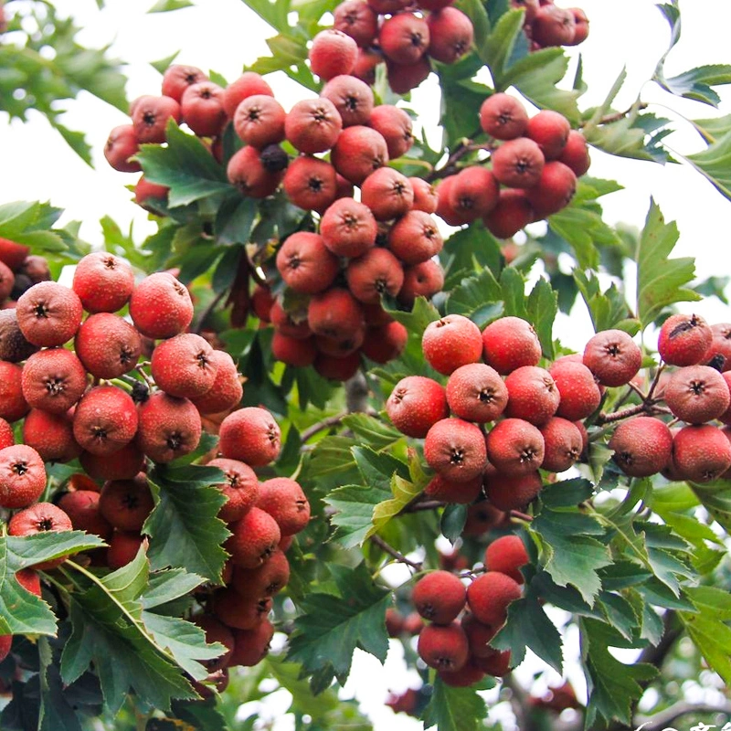 Großhandel Crataegus Pinnatifida Baum Sämlinge Weißdorn Baum Sämlinge Bonsai