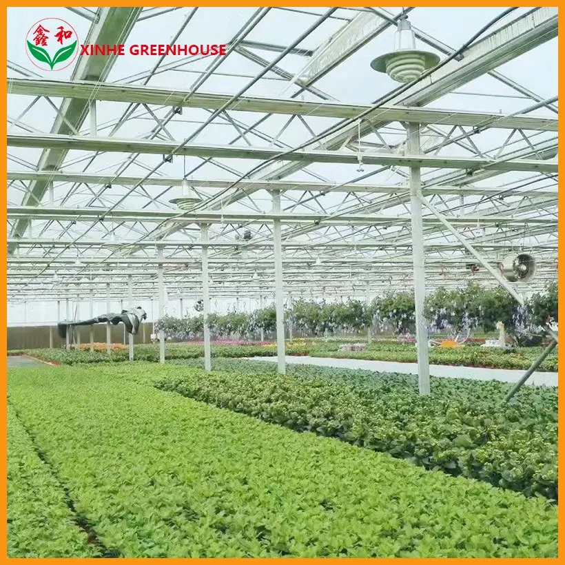 Commercial and Agriculture Glass Greenhouse with Hydroponic Growing System