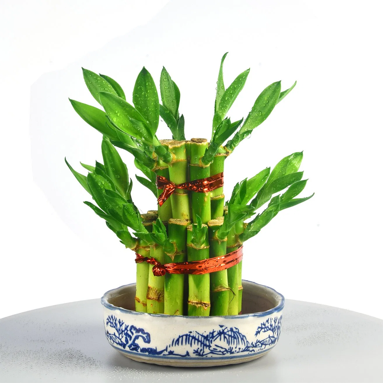 Live Plant Nursery Two Layer Lucky Bamboo Wholesale/Supplier Dracaena Sanderiana