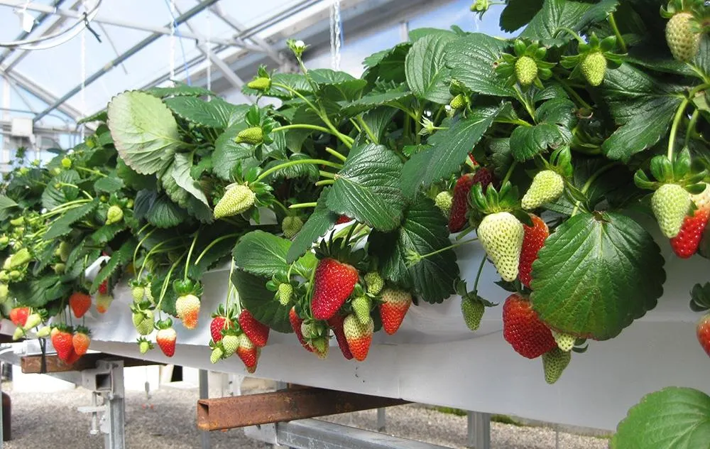 Hydroponics Greenhouse Strawberry Tomatoes PVC Channel Gutter System