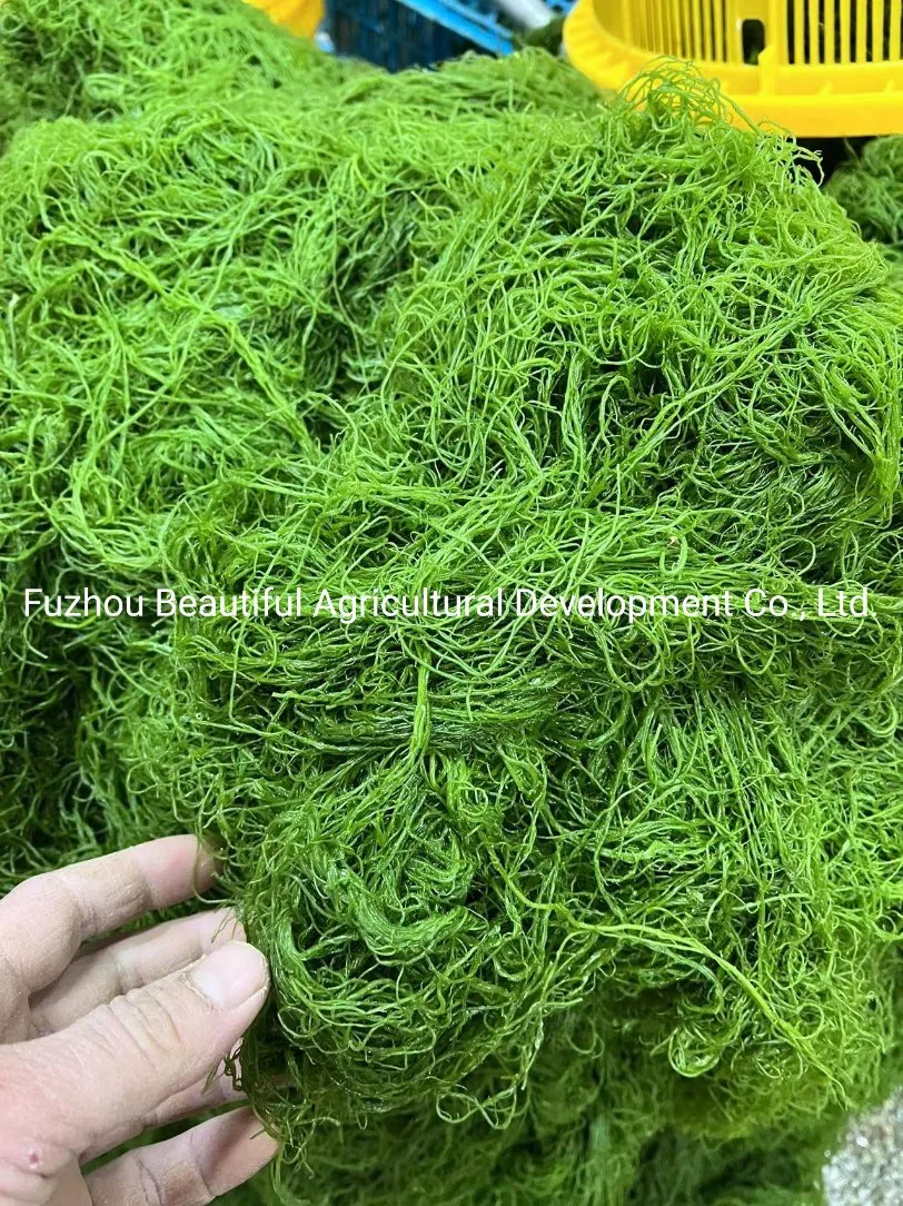 High quality/High cost performance  Red Gracilaria Seaweed