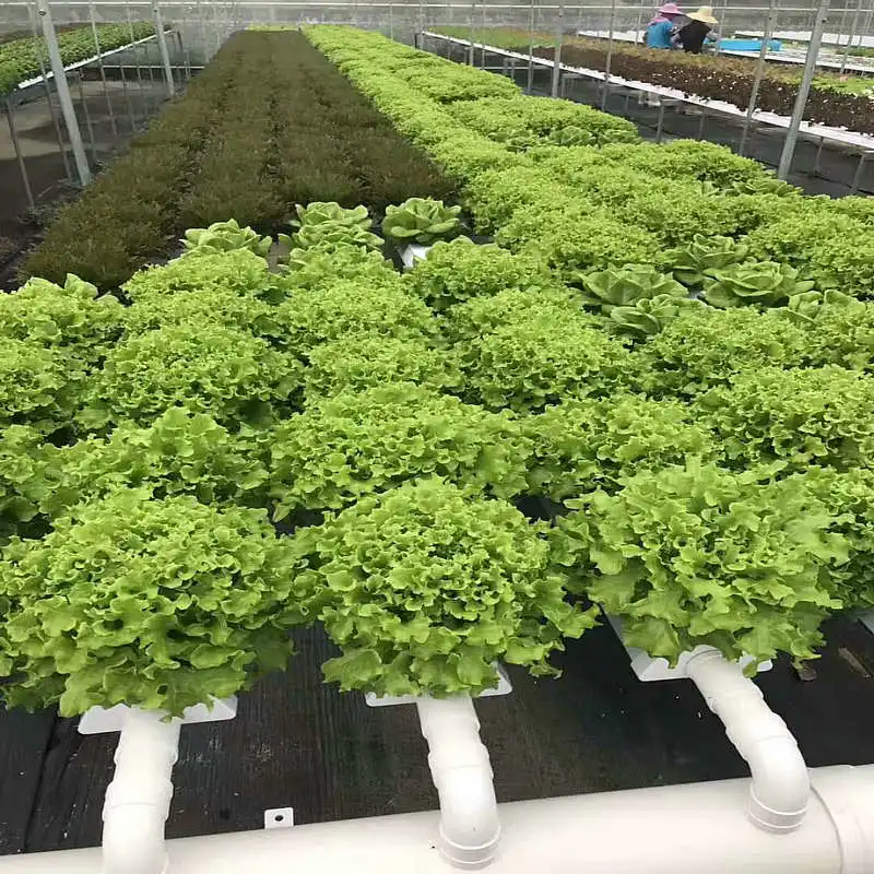 Nft Hydroponic Channel Lettuce Vegetable Growing Tube Pipe 100*50 mm Aquaculture Equipment Water-Saving Fertilizer-Saving