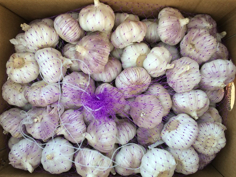 Chinese 2023 Crop Fresh Garlic on Pre-Sales