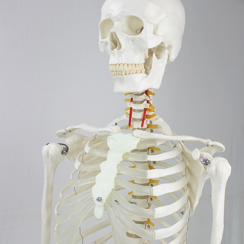 Laboratory 3D Models Removed Flexible Human Long-Lasting Durability Skeleton Model