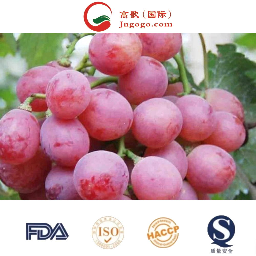 Red Globe Grape frutas frescas Red Grape da China Import Empresas de exportação Pune