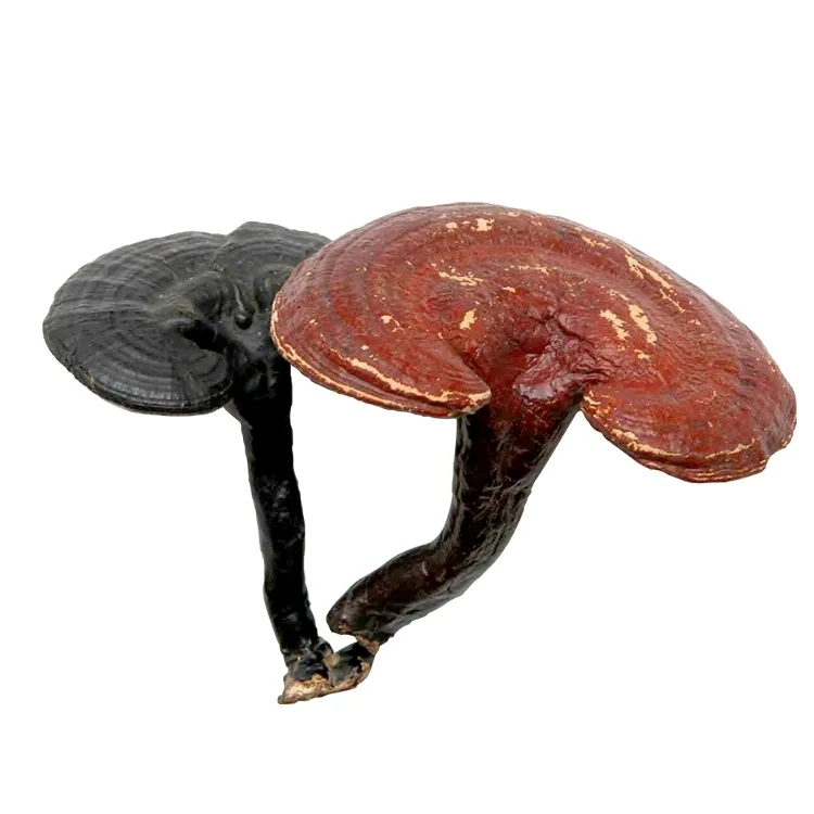 Magischer Pilz Reishi Pilz Trockenes Pulver Ganoderma Lucidum Spore Pulver Chinesischer Pilz Extrakt Auburn Russet Feines Pulver