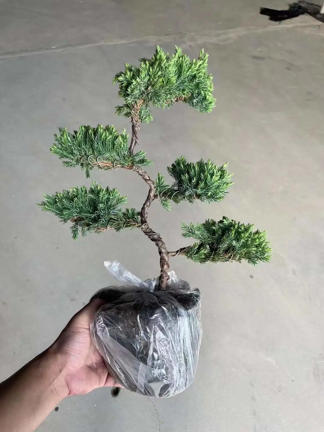 Wholesale/Supplier Indoor Live Plant Pine Bonsai Tree Pinaceae Cone Genus Pinus