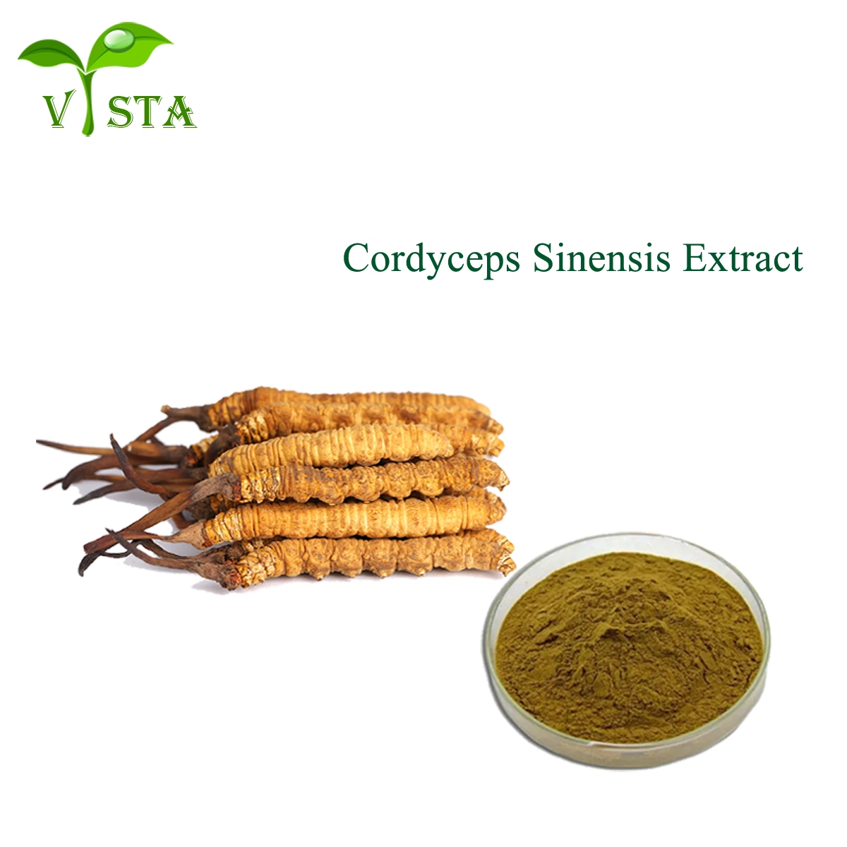 Natürliche Pilzesaitelin Sinensis Militaris Extrakt Cordyceps Extrakt 30% Polysaccharide Cordyceps Extrakt