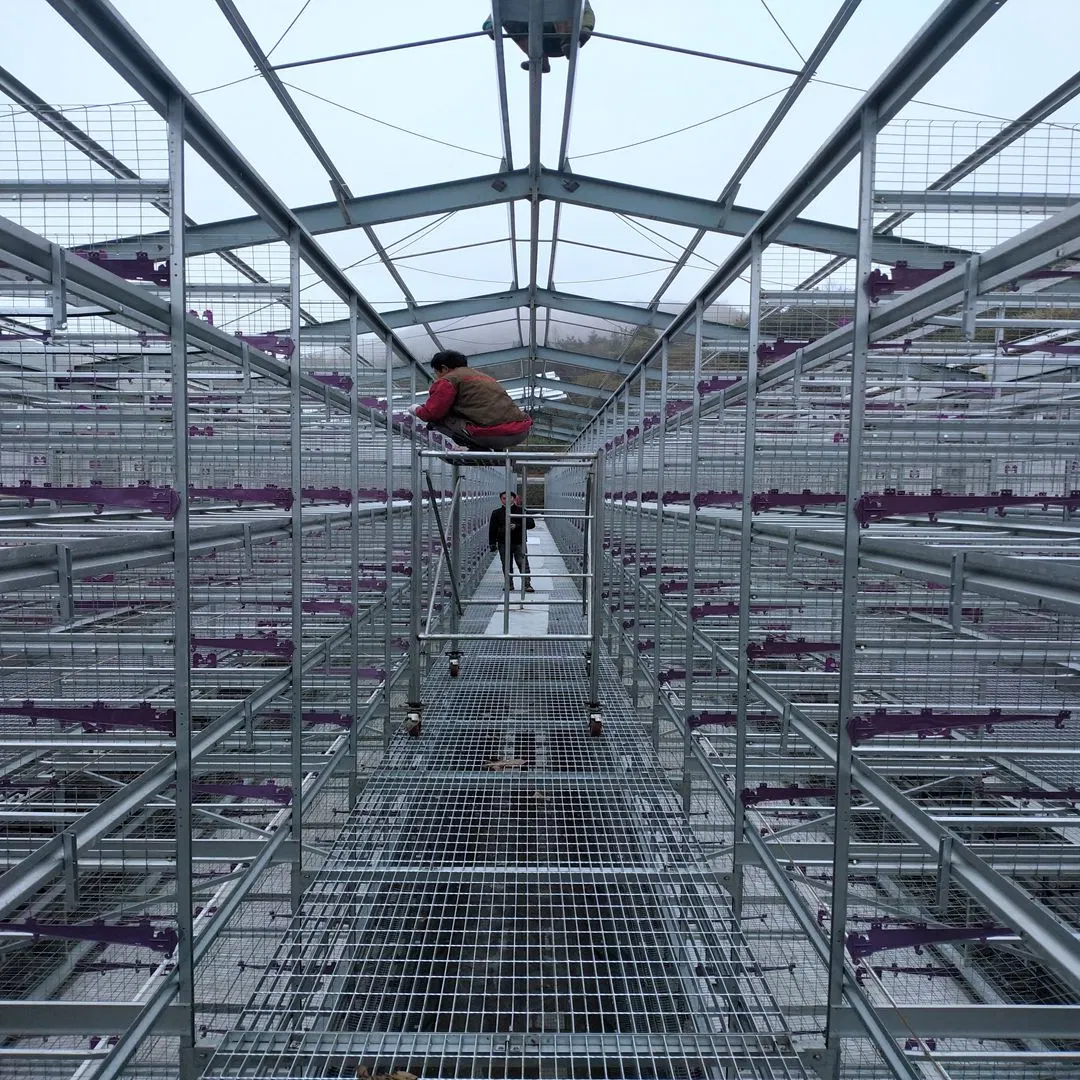 Système d'alimentation automatique de la cage de poulet/complètement automatique de la volaille cages en batterie utilisée pour les poules pondeuses