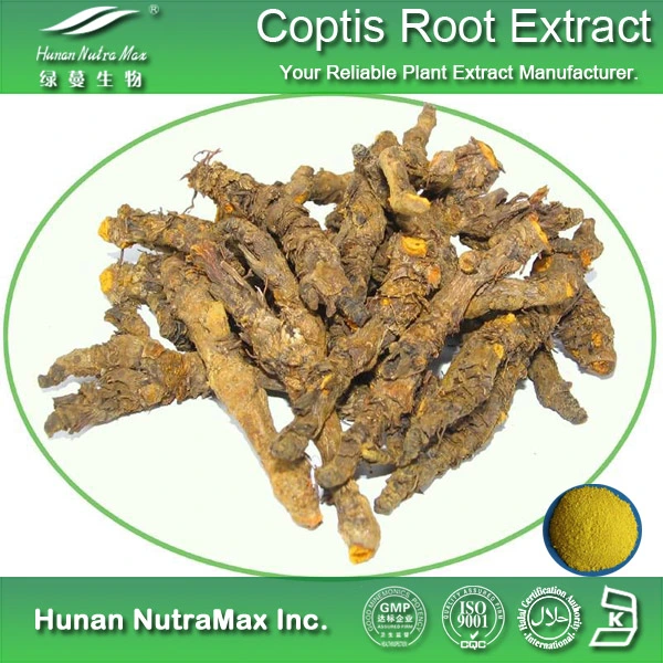 Coptis Root Extract Powder Berberine 98%