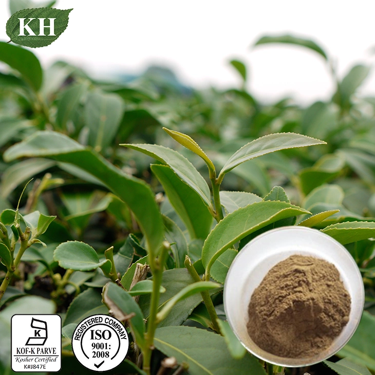 Extracto de té Oolong Pholyphenols