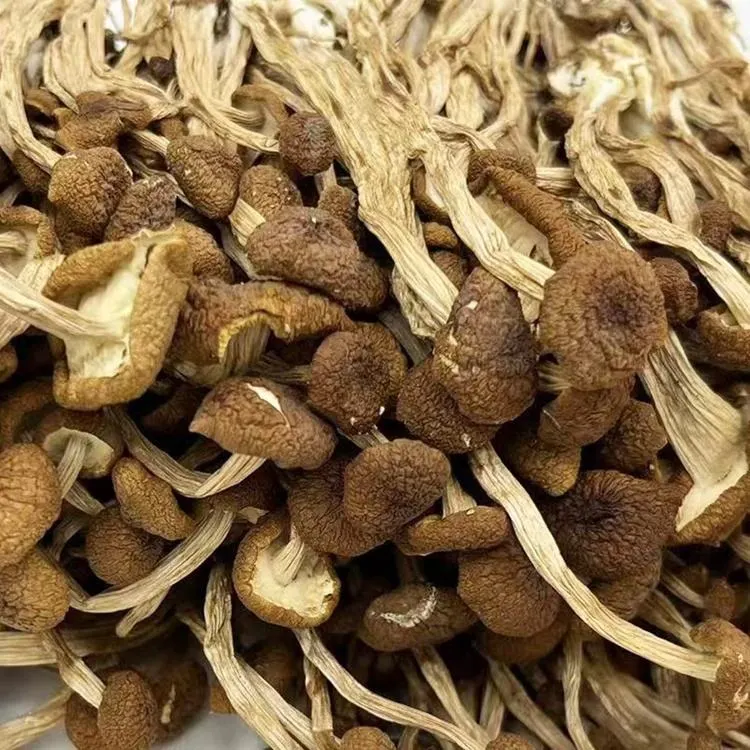 Wholesale Dried Agrocybe Aegerita Cylindracea Tea Tree Mushroom in Bulk