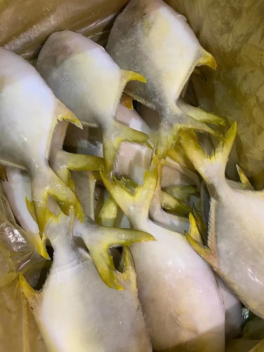Shrimp Squid Seafood Octopus Frozen Golden Pomfret Pompano