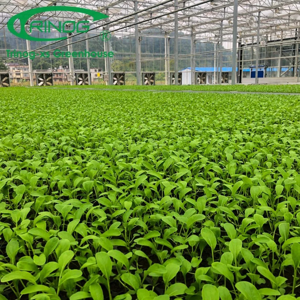 Agriculture Vegetables Commercial Multi-span Galvanized Steel Pipe Structure Glass Greenhouse for Seeding Planting