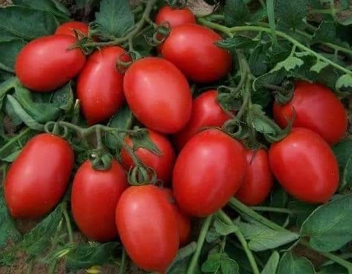 Big Oval Semi Determinate Hybrid Tomato Seeds Vegetable Seed for Sowing