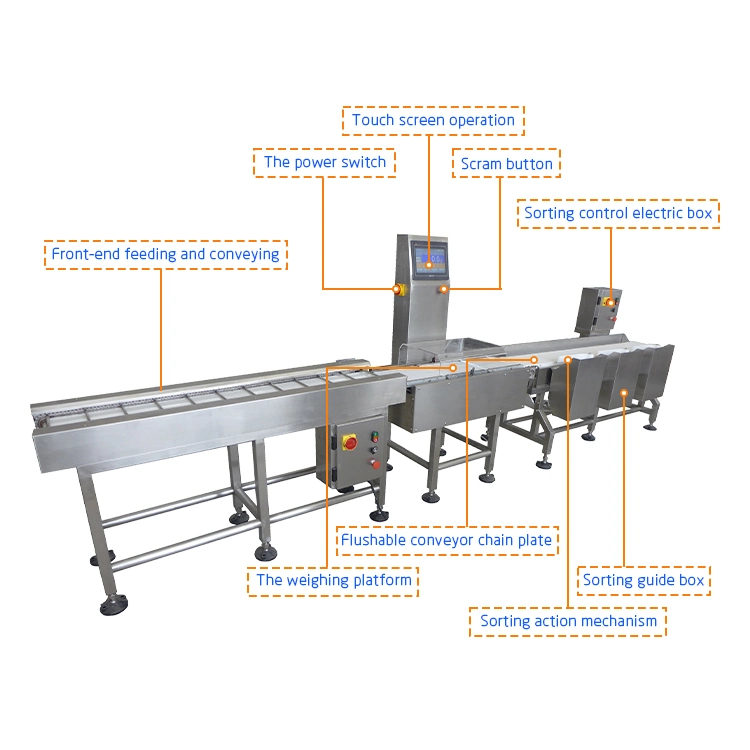 Automatic Digital Conveyor Belt Fish Shrimp Sorting Machine Checkweigher Sorting Machine Grader Sorter Machine