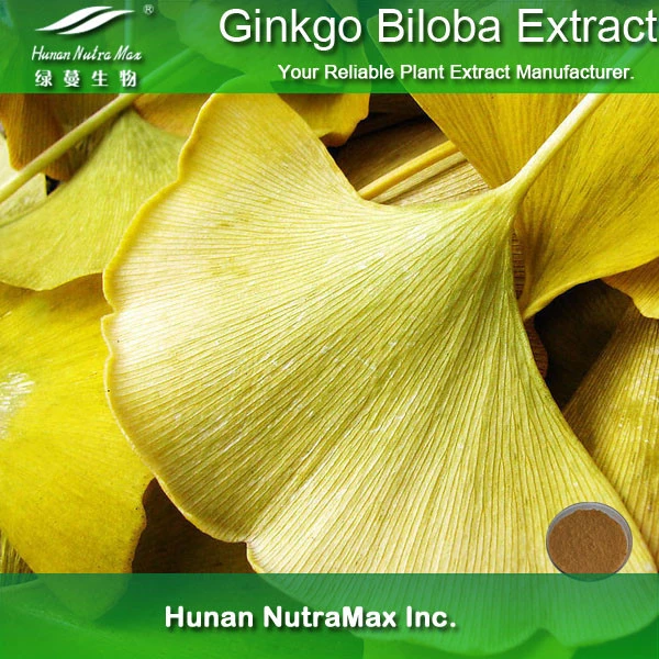 USP Standard Ginkgo Biloba Blatt Extrakt mit Shikiminsäure 98%