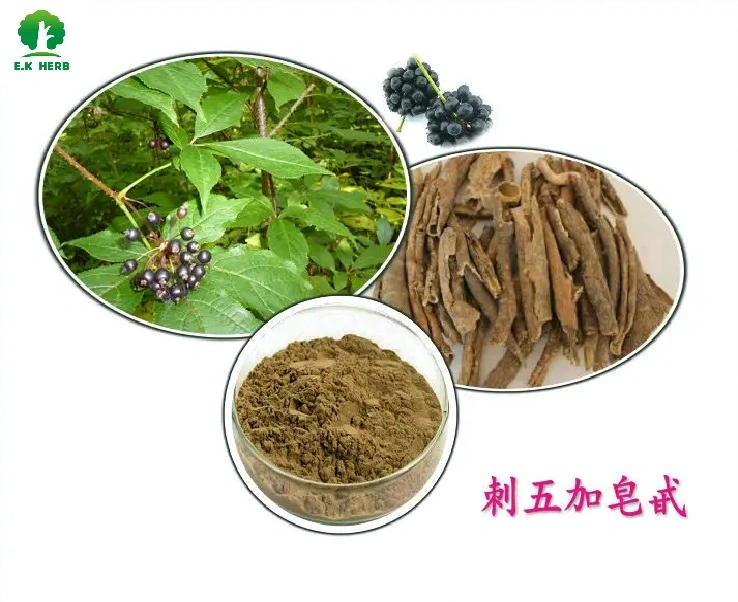 E.K Herb ISO Certified Factory Wholesale Hot Selling Plant Extract Food Grade Free Sample Natural Siberian Ginseng Root Extract Siberian Ginseng Extract in Bulk