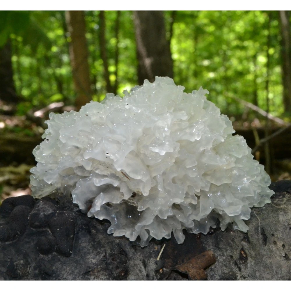 Polvo de tremella de setas certificado HACCP Extracto de tremella de setas polisacárido 30-60% Para inmunidad