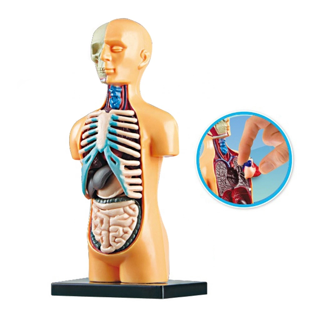 Educational Toy Assembling Human Body Organ Kid Anatomy Model Toy Medical Human Anatomy Teaching Learning Popular Science Toy