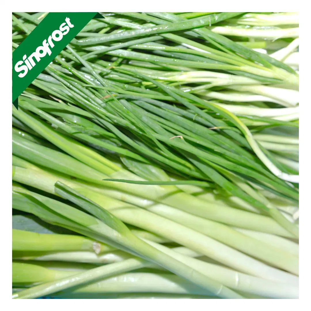 IQF Frozen Welsh Onion Slices,IQF Frozen Welsh Onion Dices,IQF Sliced Welsh Onion,IQF Diced Welsh Onion,IQF Frozen Chopped Welsh Onions,IQF Chopped Welsh Onions