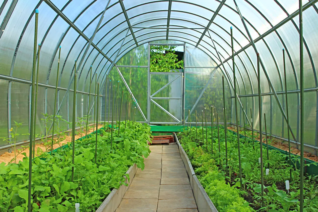 4-8m Wide Cheap Ang Pretty Good Single Span Agriculture Strawberry Film Greenhouse