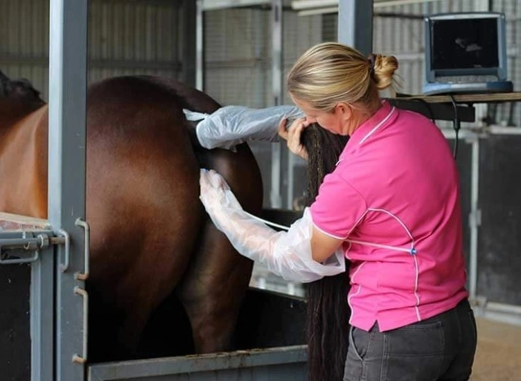 Veterinary Instrument Horse Artificial Vagina for Equine Semen Collecting