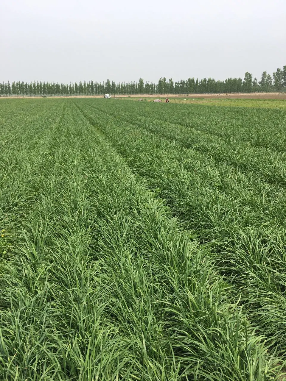 Nuevo Cron verduras IQF vegetal a granel Los Precios